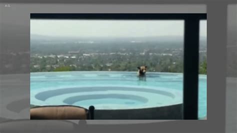Black bear takes a dip in infinity pool